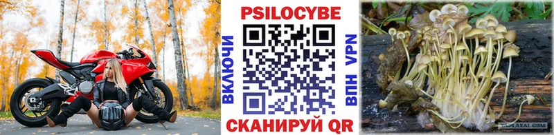 Галлюциногенные грибы Cubensis  Купить закладки  Колпашево 